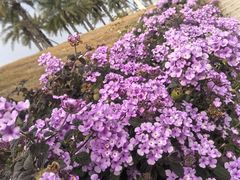 -东南花都花博园