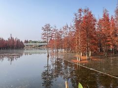 -白鹭湾湿地公园