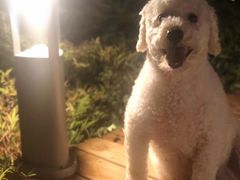 -瑞鹏宠物医院·爱宠堂·骨外专科(西荷分院)