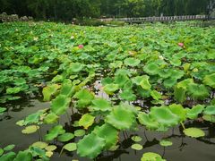 -石家庄市植物园
