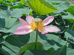 -白渔泡湿地公园