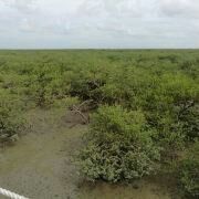 -北海金海湾红树林生态旅游区