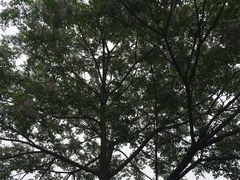 -南京市无想山景区