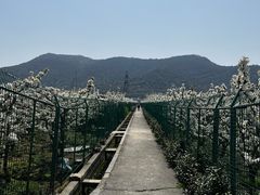 -树山生态村