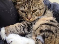-萌兽医馆·犬猫专科·眼科中心·宠物医院(朝阳门分院)