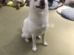 -逗柴咖啡屋·狗咖猫咖宠物桌游