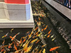 -龙悦湾酒家·八阵鱼生·渔人码头店