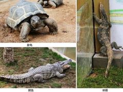 -西霞口神雕山野生动物世界