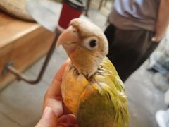 -吉丁鸟咖·异宠·寄养