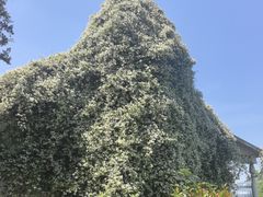 -大塘金香草谷