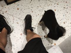 -柴务处·柴犬主题狗咖