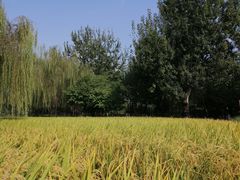 -北坞公园