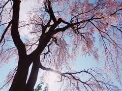 -醍醐寺