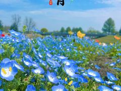 -上海辰山植物园