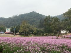 -南宁良凤江国家森林公园