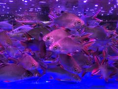 -三旗百汇商品城