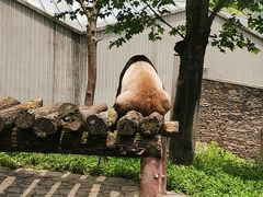 -卧龙中华大熊猫苑神树坪基地