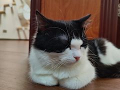 -楼上猫咖(罗湖店)
