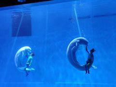 -芜湖新华联大白鲸海洋公园