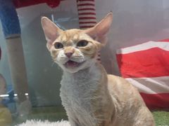 -babydoll猫舍·米努特·德文·缅因(久光中心店)