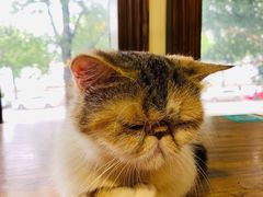 -more than meow吴止猫主题餐厅(承德 中船汇店)