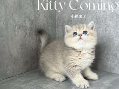 -小猫来了·猫舍(红山六九七九店)