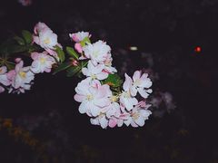 -海棠花溪(元大都城垣遗址公园)