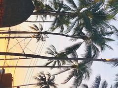 -Coco Tam’s