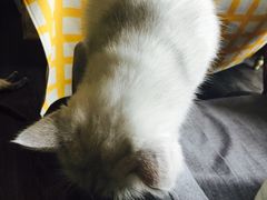 -吉丁鸟咖·异宠·寄养