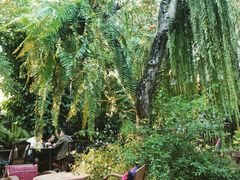 -Fern Forest Cafe