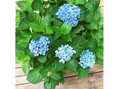-懒鱼时光馆(沙坪坝店)