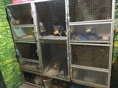 -上海大自然野生昆虫馆(东方明珠·爬宠昆虫探索中心)