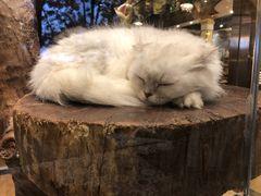 -more than meow吴止猫主题餐厅(承德 中船汇店)