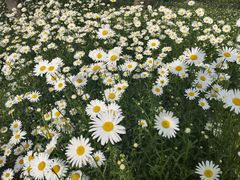 -昆山城市生态森林公园