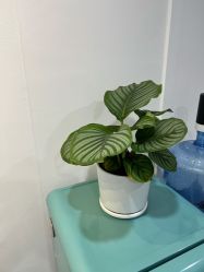 -楚沅先生专业男士脱毛连锁