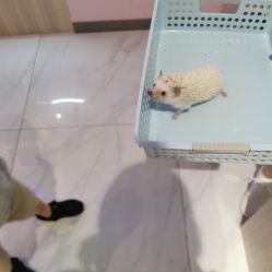 -Moni星球萌宠·小马宝莉·灵蛇·高端高阶全萌宠互动体验俱乐部(红豆国际广场店)