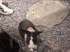 -J Create城市露营咖啡·简餐·宠物(上海动物园店)