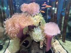 -太平洋海底世界