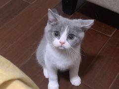 -奈斯宠物医院·核磁CT·异宠专科·内镜(中南店)