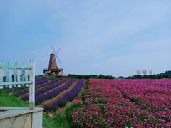 -大塘金香草谷
