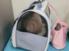 -天宠宠物医院24小时·急重症诊疗中心·全科·腔镜特色(和平分院)