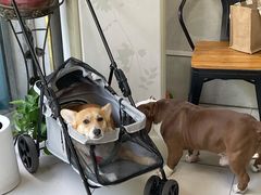 -关爱动物医院·心脏·中兽医·异宠(金牛路分院)