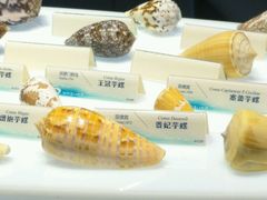 -贝壳梦幻世界