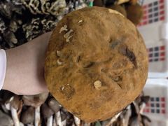 -双喜农庄·菌香园(安居家园店)