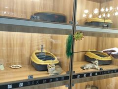 -欣宠猫屋·矮脚拿破仑·蓝金金渐层