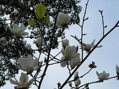 -广州市流溪河国家森林公园