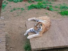 -大连森林动物园