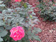 -人民公园(罗湖区)