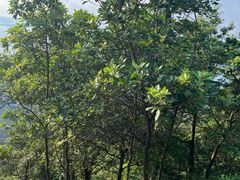 -梧桐山风景名胜区