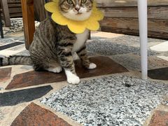 -喵屿·大理花园猫咖